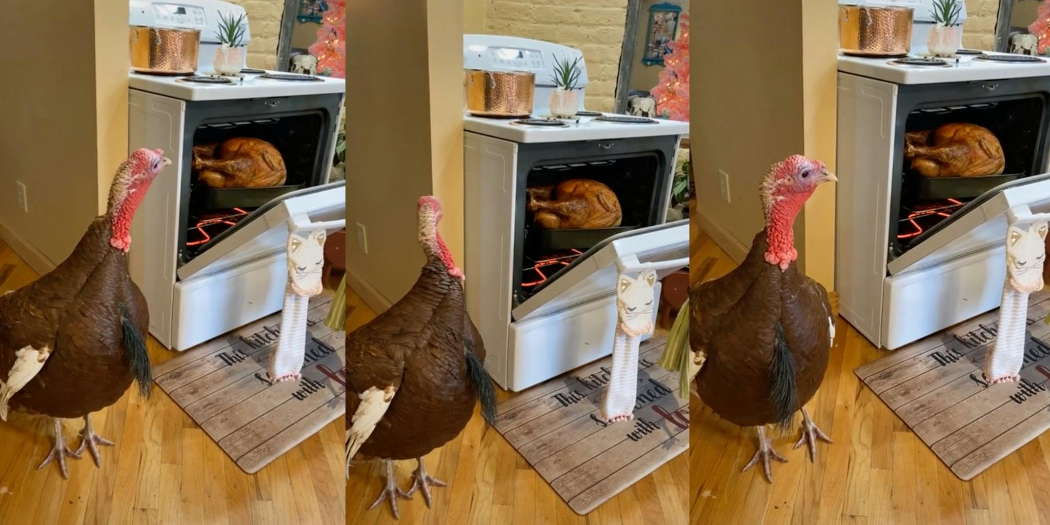 TikTok showing a live turkey next to one that is baking for Thanksgiving sparks massive debate