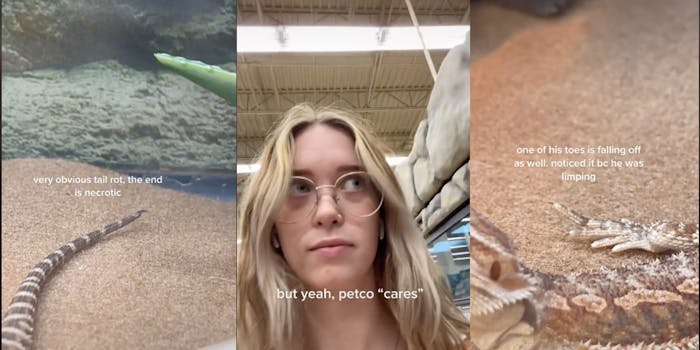 allegedly sick reptile in a tank at petco