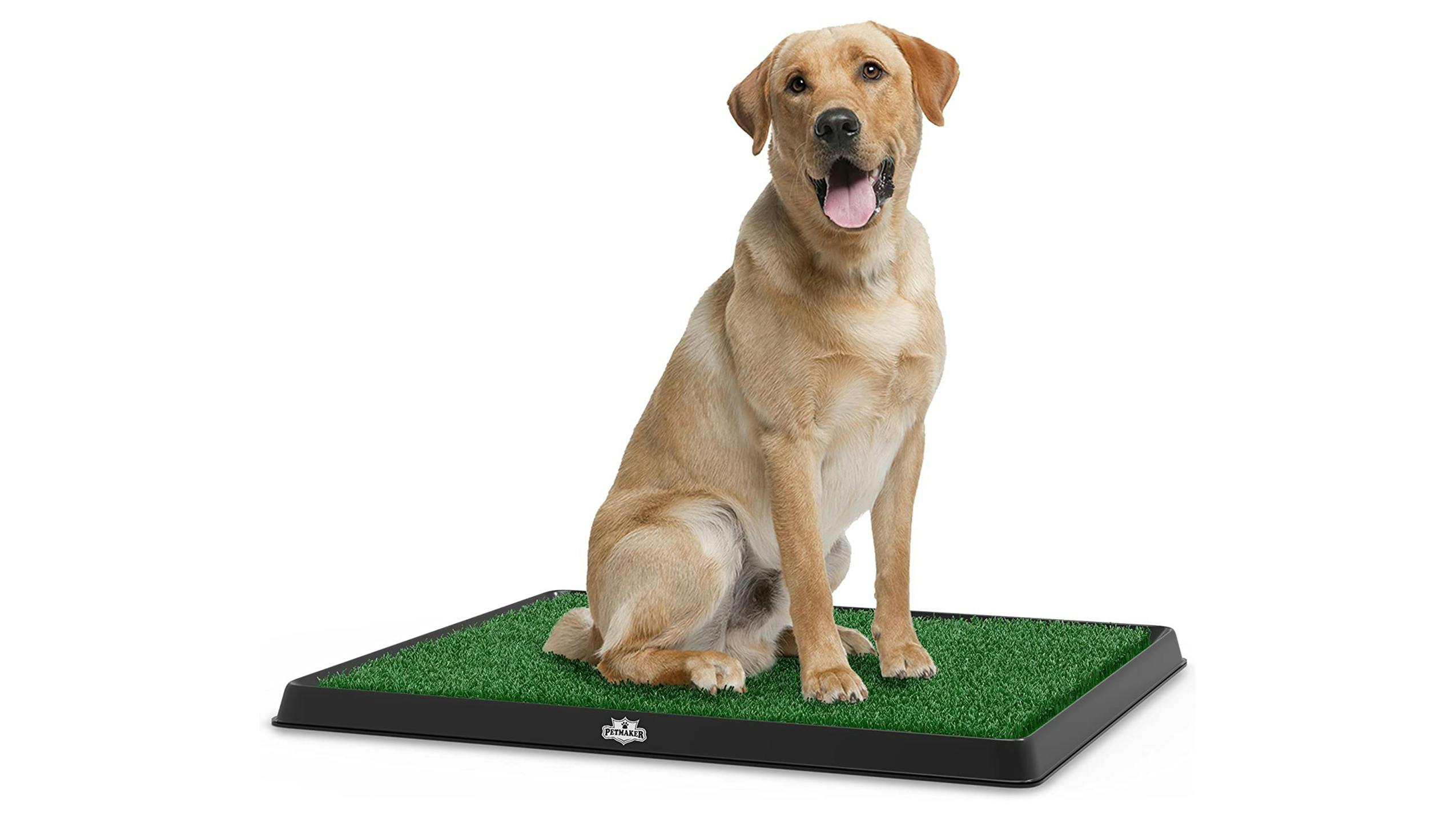 Artificial Dog Grass with a Labrador parked on it.