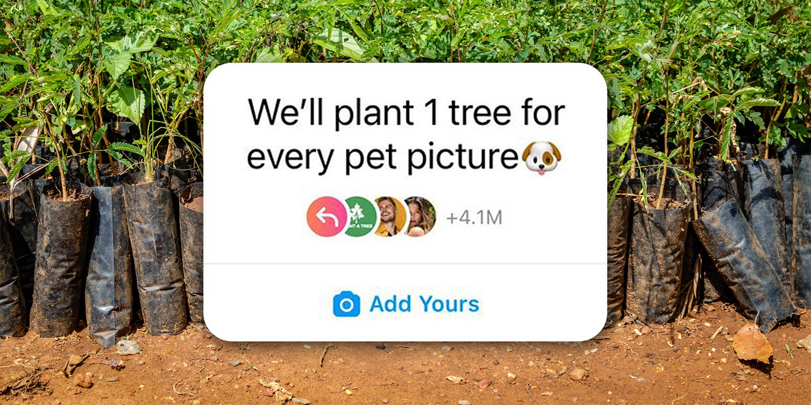saplings in black plastic bags with instagram overlay 'We'll plant 1 tree for every pet picture'