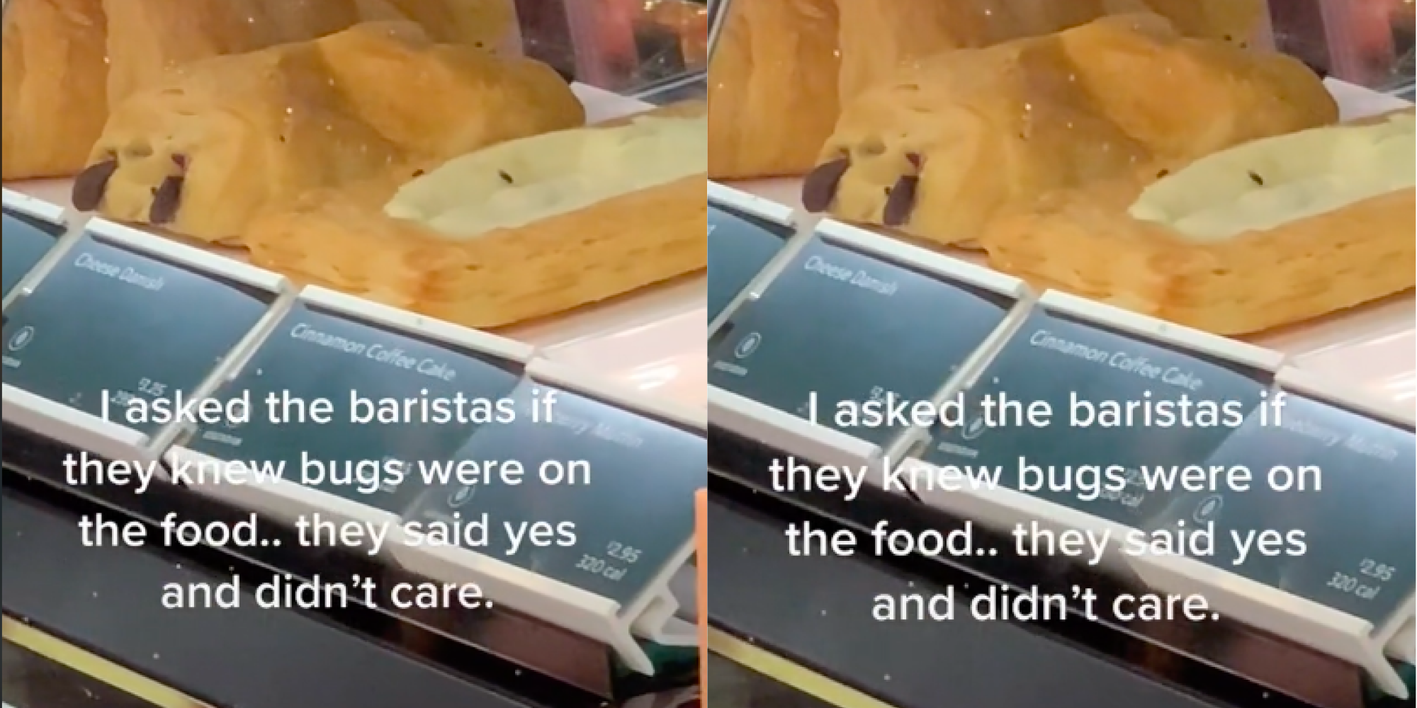 Bugs crawling on Starbucks food in display case
