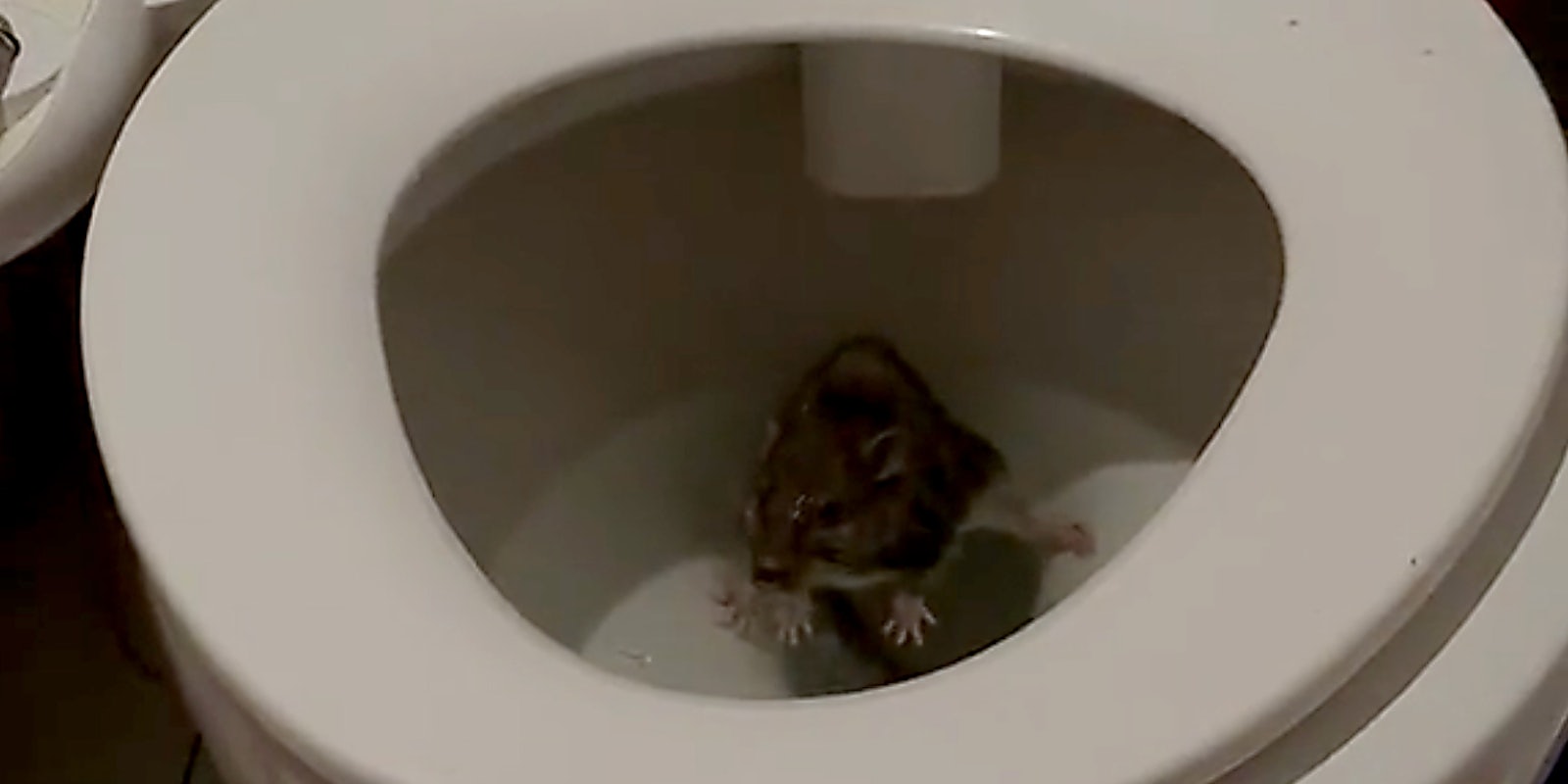 A rat in a toilet.