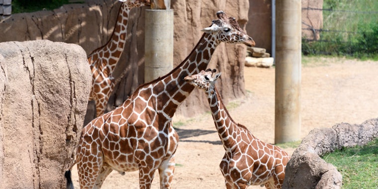 An adult and baby giraffe at a zoo