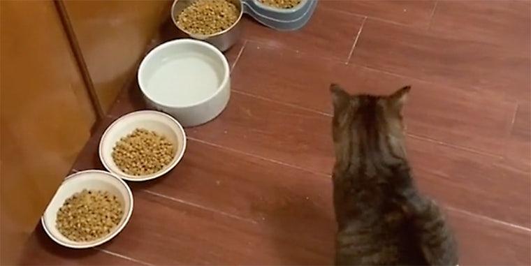 A cat and food in bowls.