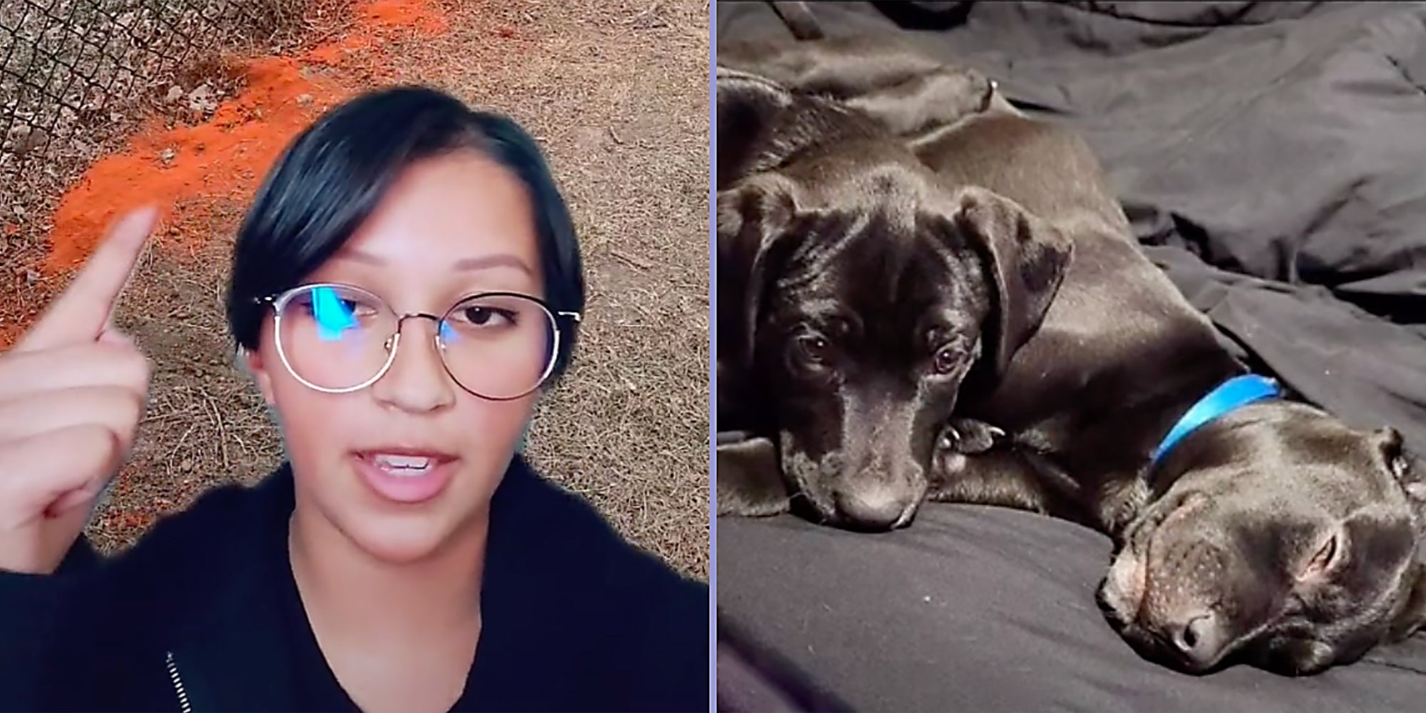 TikToker Says 'Karen' Neighbor Dumped Chili Powder to Keep Dogs Away