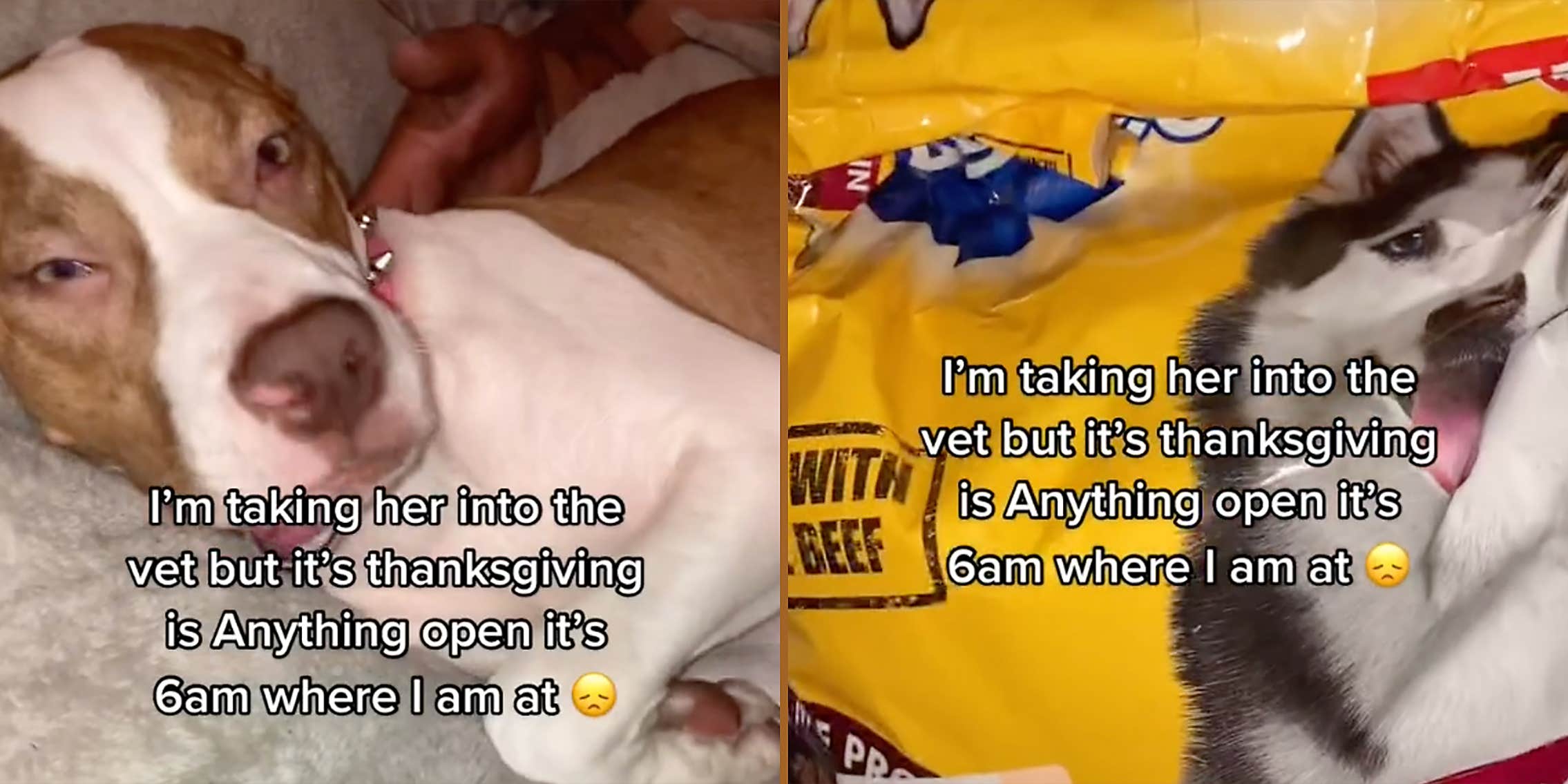 Distressed Dog Owner Says Pedigree Dog Food Made Her Pet Sick