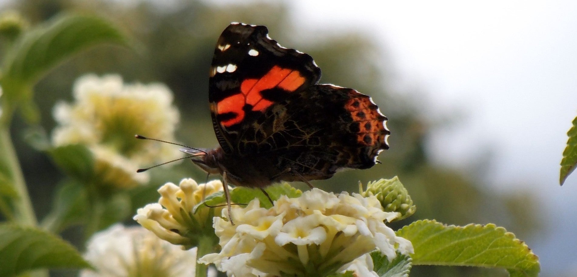 butterfly on flower