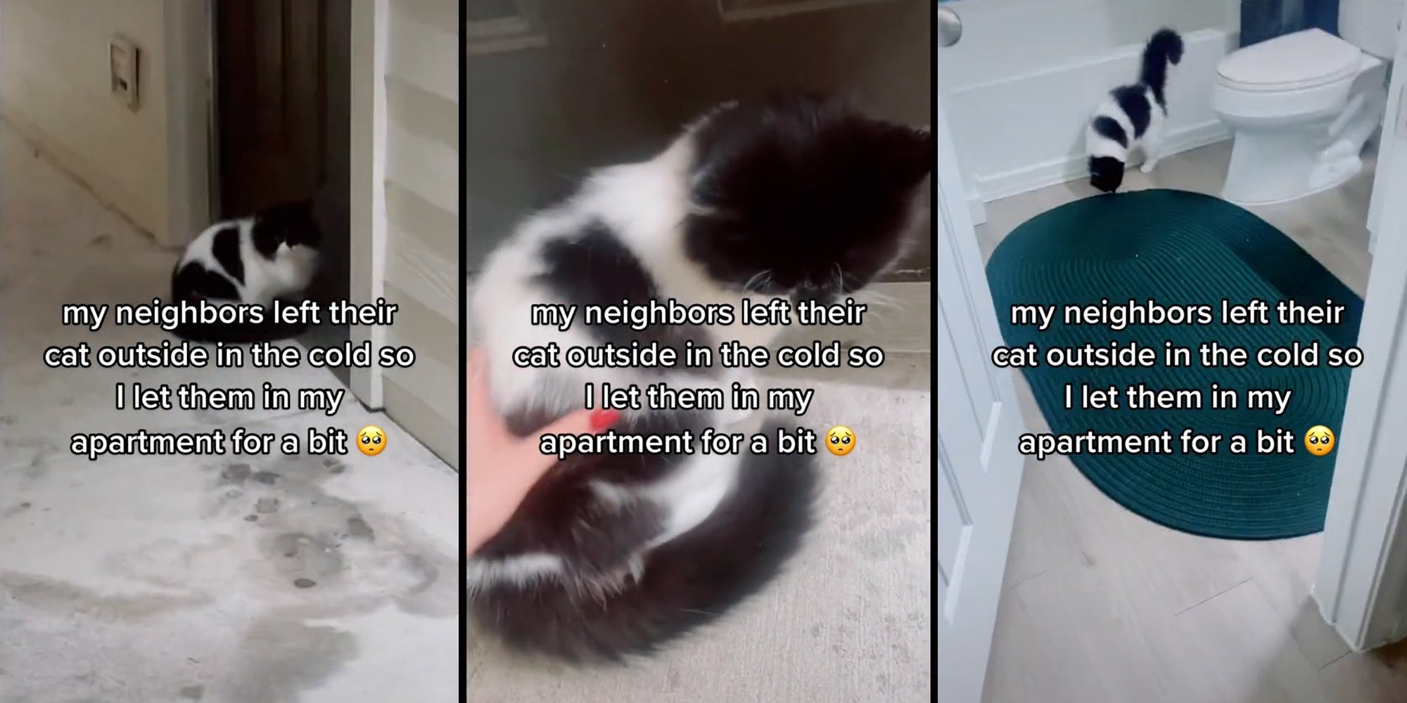 cat outside door (l) hand petting cat (c) cat in bathroom (r) all with caption 'my neighbors left their cat outside in the cold so I let them in my apartment for a bit'