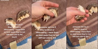 一个TikToker问粉丝们，他们是否认为她的仓鼠已经死了，或者只是在冬眠。