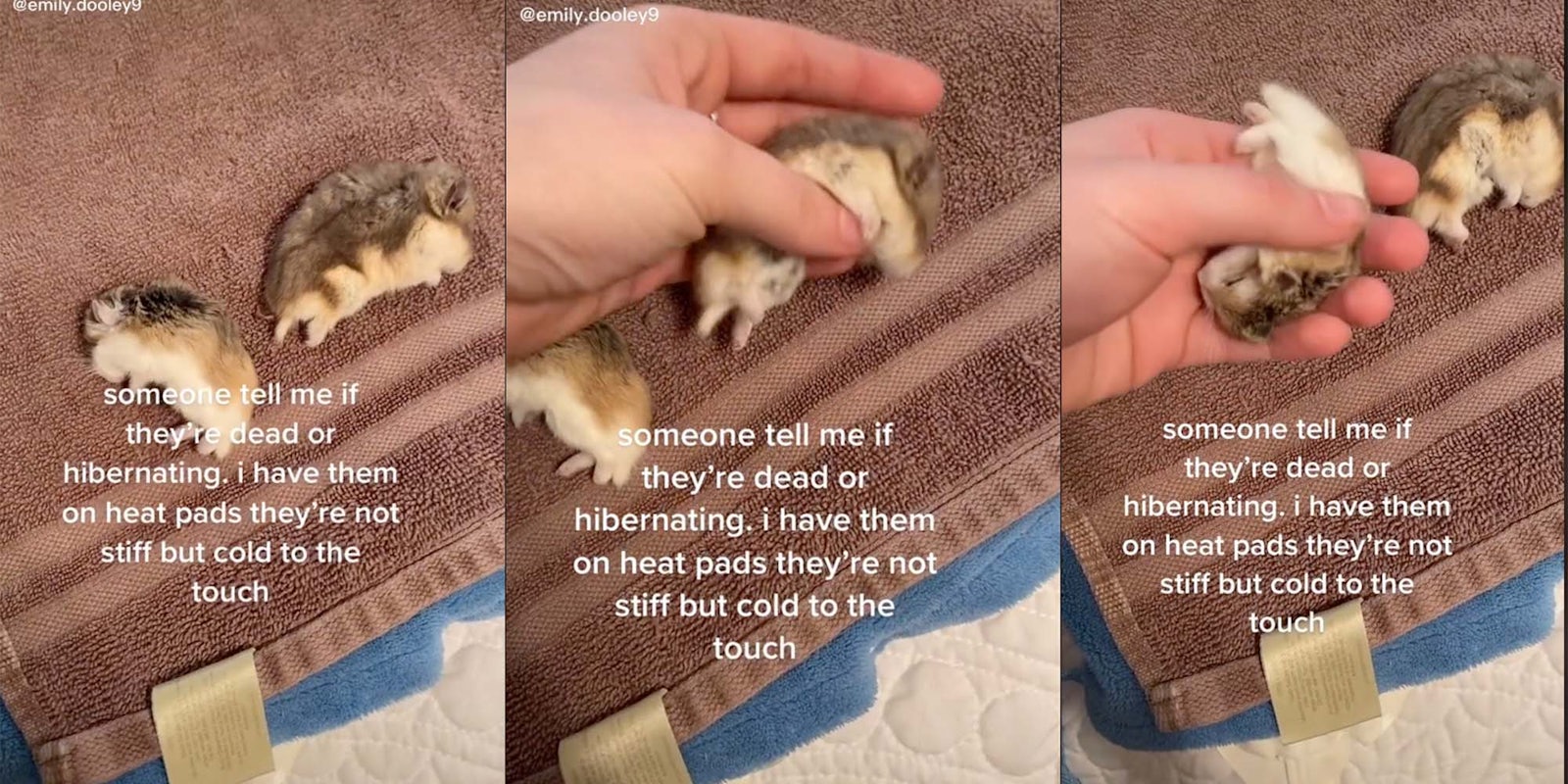 A TikToker asks followers if they think her hamsters are dead or just hibernating.