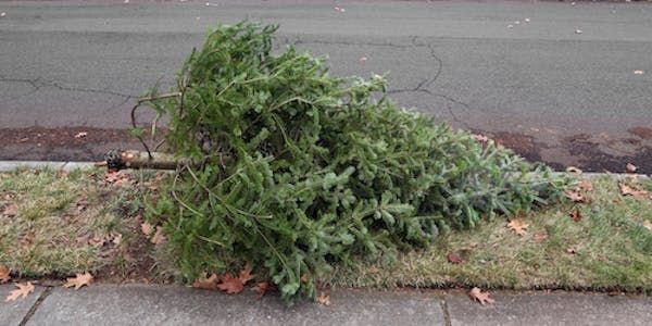 Color image of a discarded Christmas tree, outside on the side of the road.