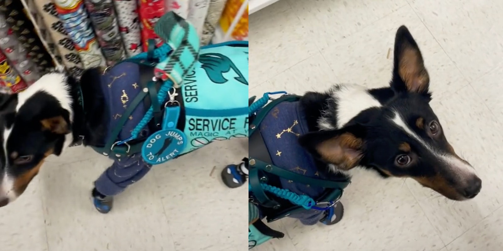 Service dog in blue vest