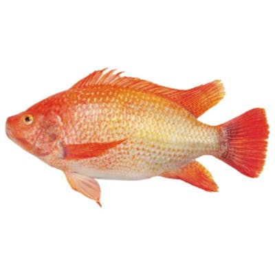 Red Whole Tilapia Lunar new year gifts 