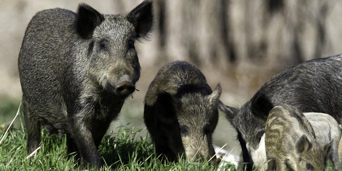 photo of feral pigs/hogs