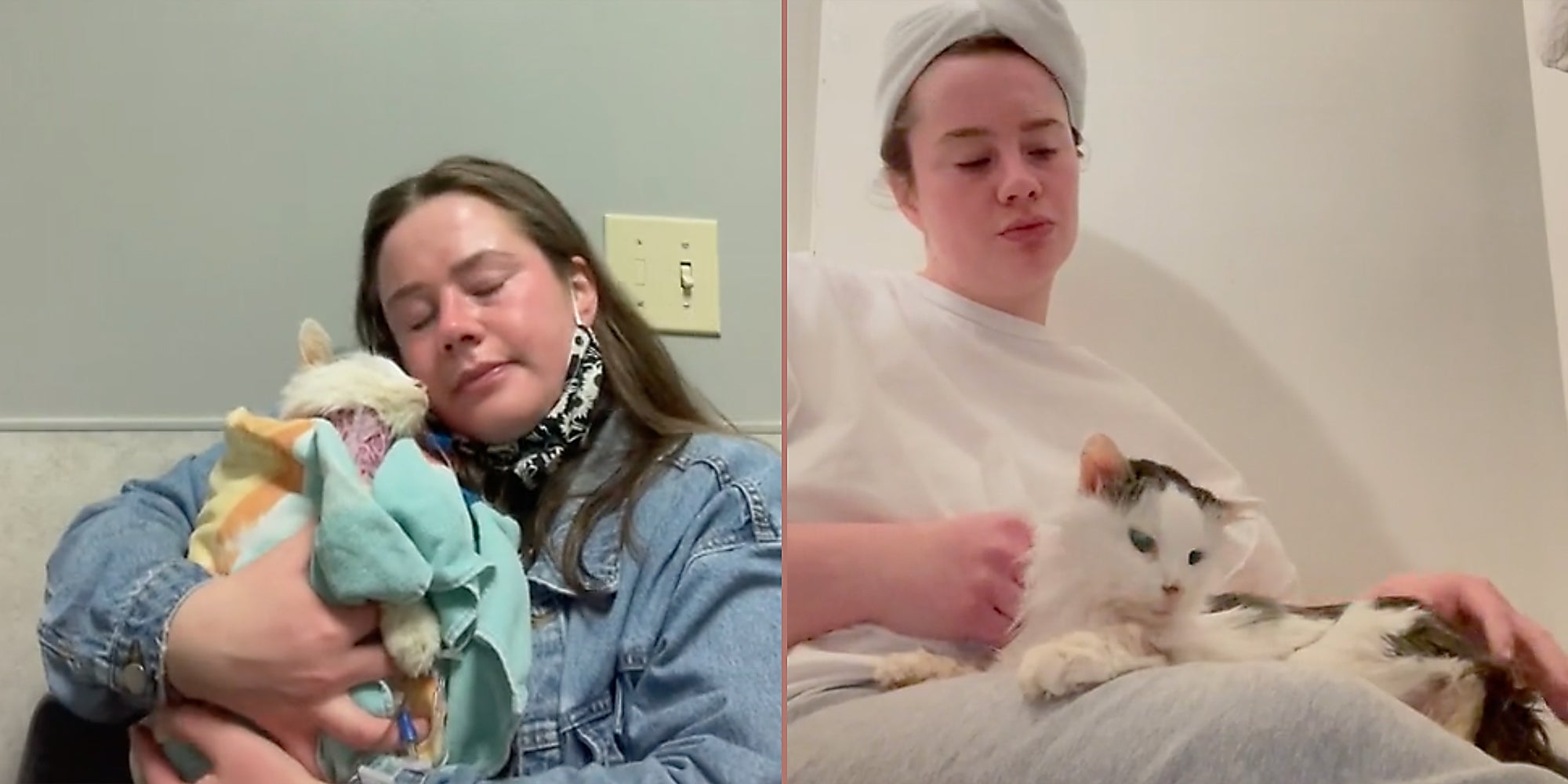 Beloved TikTok Cat Pot Roast Had Died