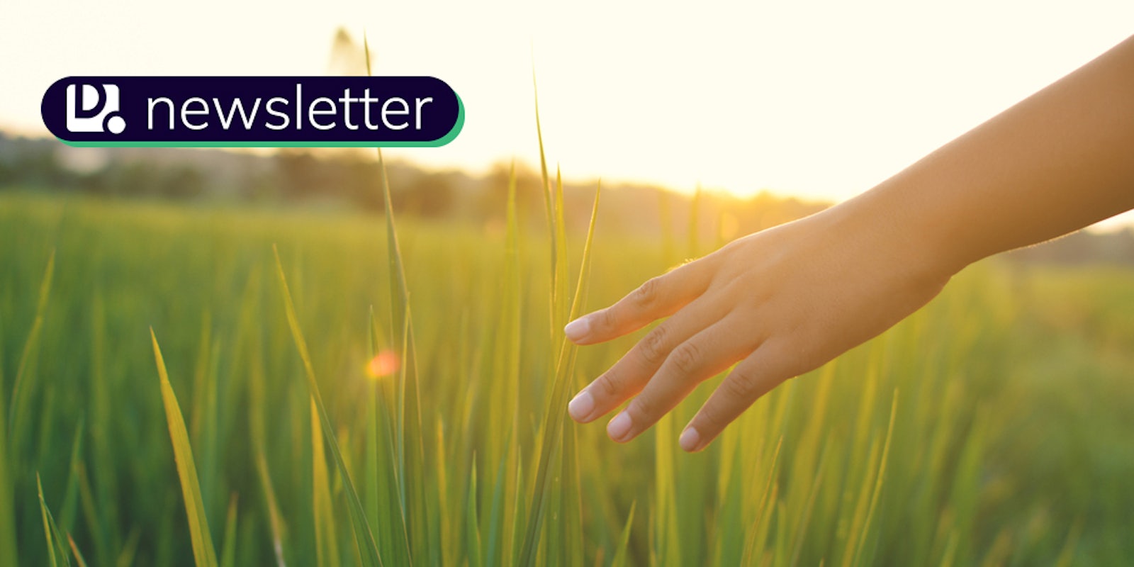 A Young hand touch green grass on a field at sunset. In the top left corner is the Daily Dot newsletter logo.