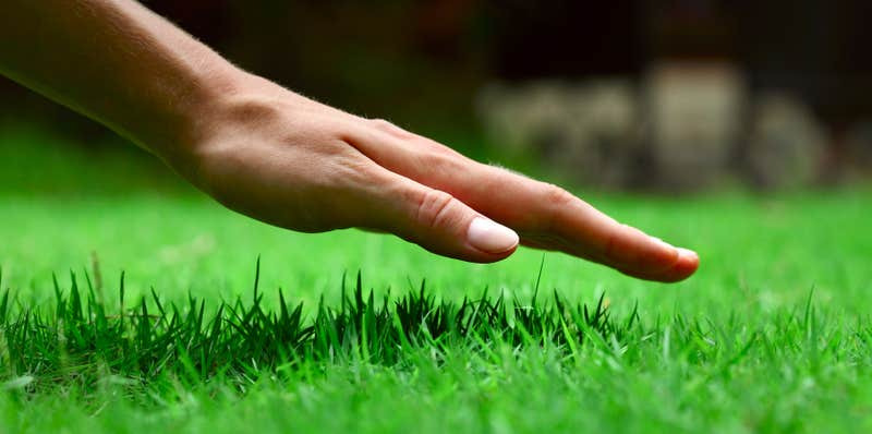 Hand over green lush grass