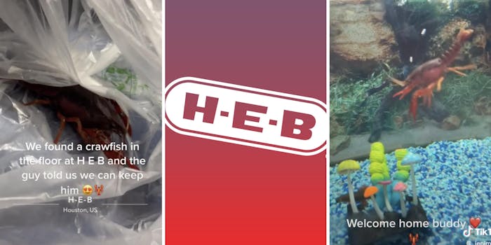 crawfish in bag (l) HEB logo (m) crawfish swimming in tank (r)