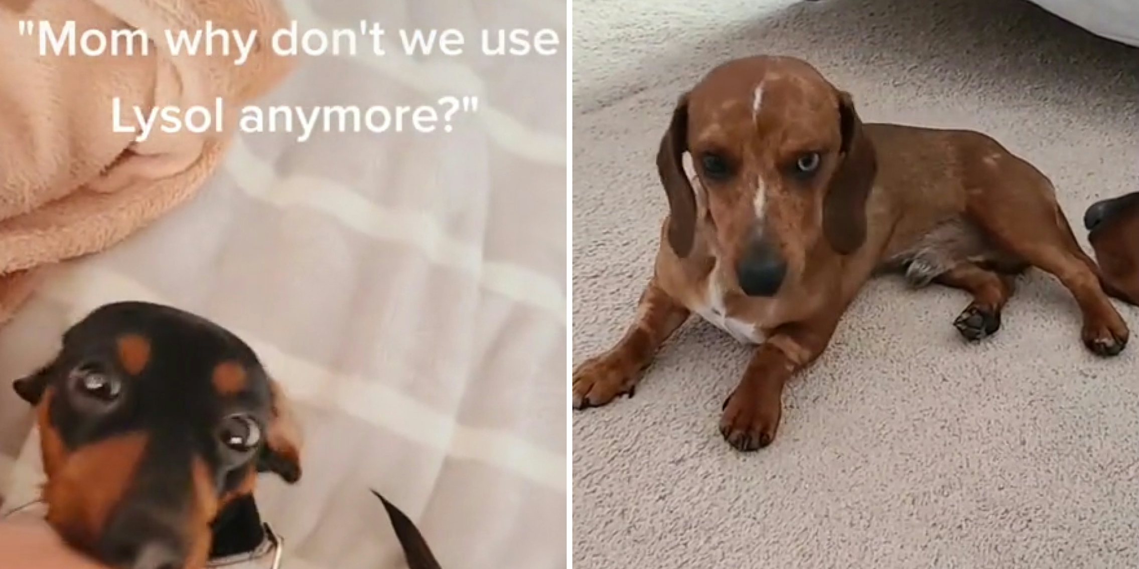 small dog being pet caption 'Mom why don't we use lysol anymore?' (l) Dog looking ill on carpet (r)