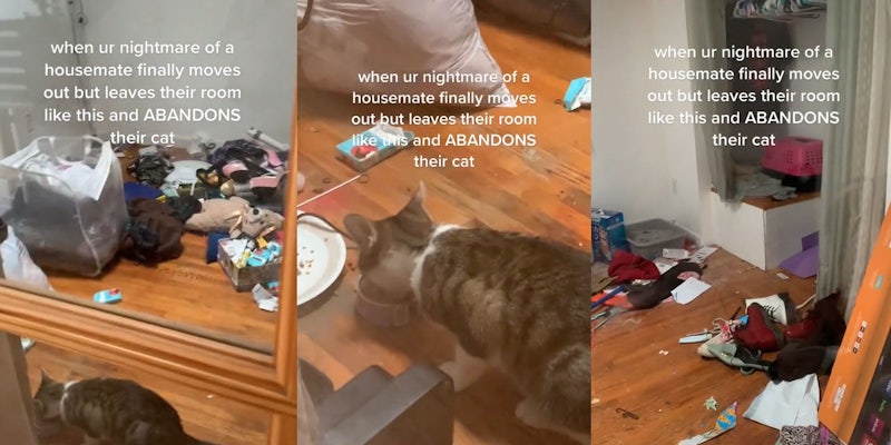 TikToker Shows Off Mess Left By Roommate Who Abandoned Their Cat