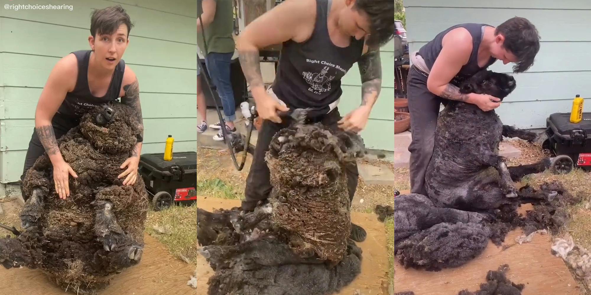 woman shearing a sheep