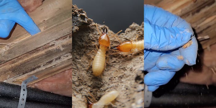 Inspector with glove putting finger on wood (l) termites up close (c) inspector hand glove crumbling termite poop in fingers (r)