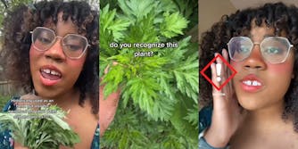woman outside holding plant in hand caption " Historically used as an herb, but also for menstrual and labor pains and also worms????" (l) woman hand holding plant caption "do you recognize this plant?" (c) woman hand up to side of face speaking with caution warning on hand (r)