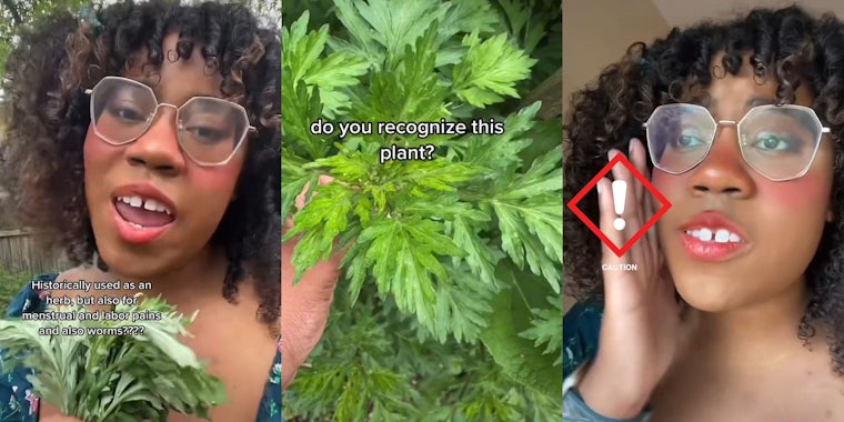 woman outside holding plant in hand caption ' Historically used as an herb, but also for menstrual and labor pains and also worms????' (l) woman hand holding plant caption 'do you recognize this plant?' (c) woman hand up to side of face speaking with caution warning on hand (r)