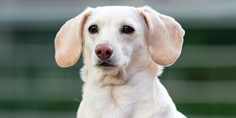 blonde dachshund dog with blurred background
