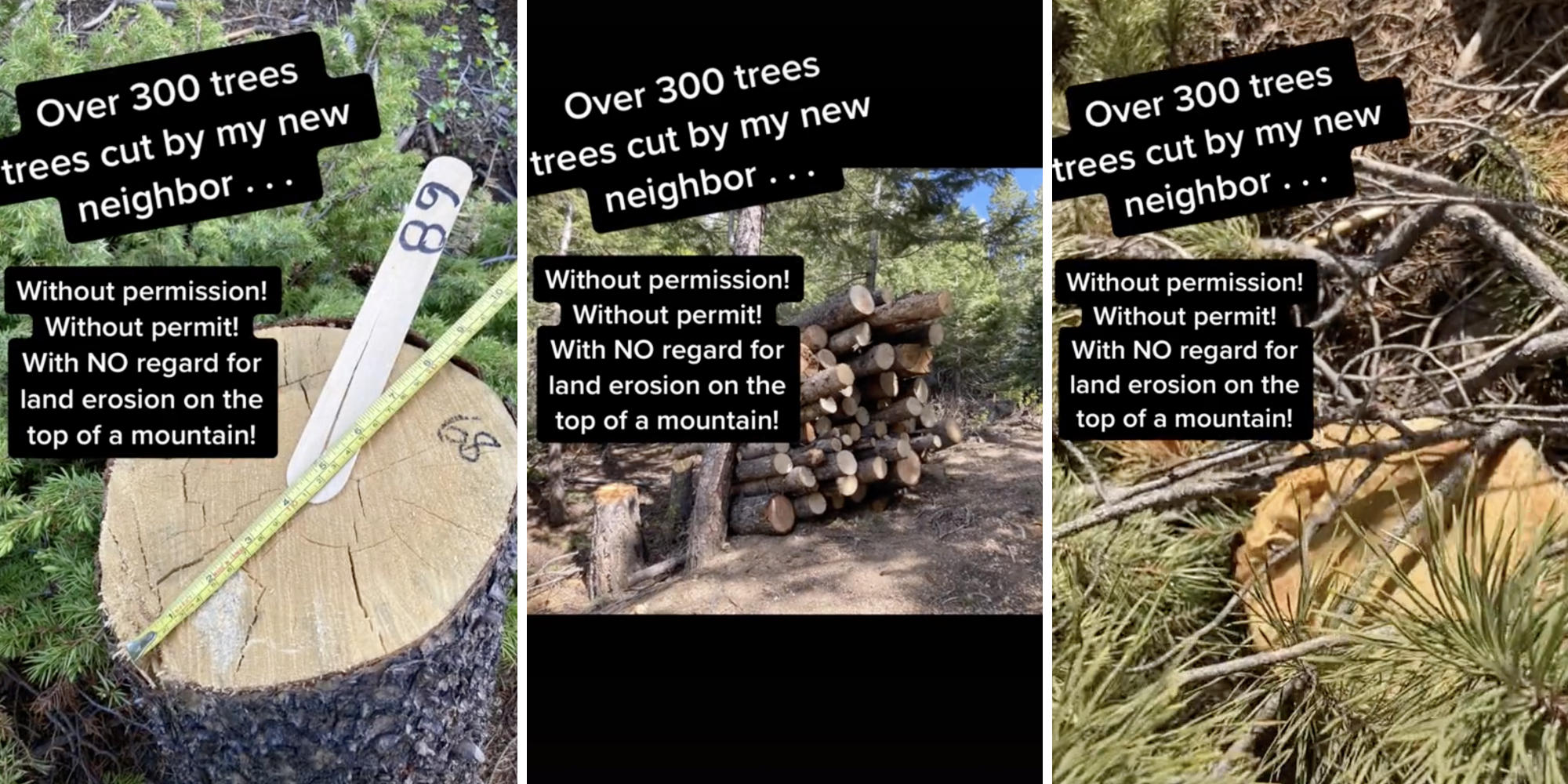 various photos of cut logs and trees in a forest