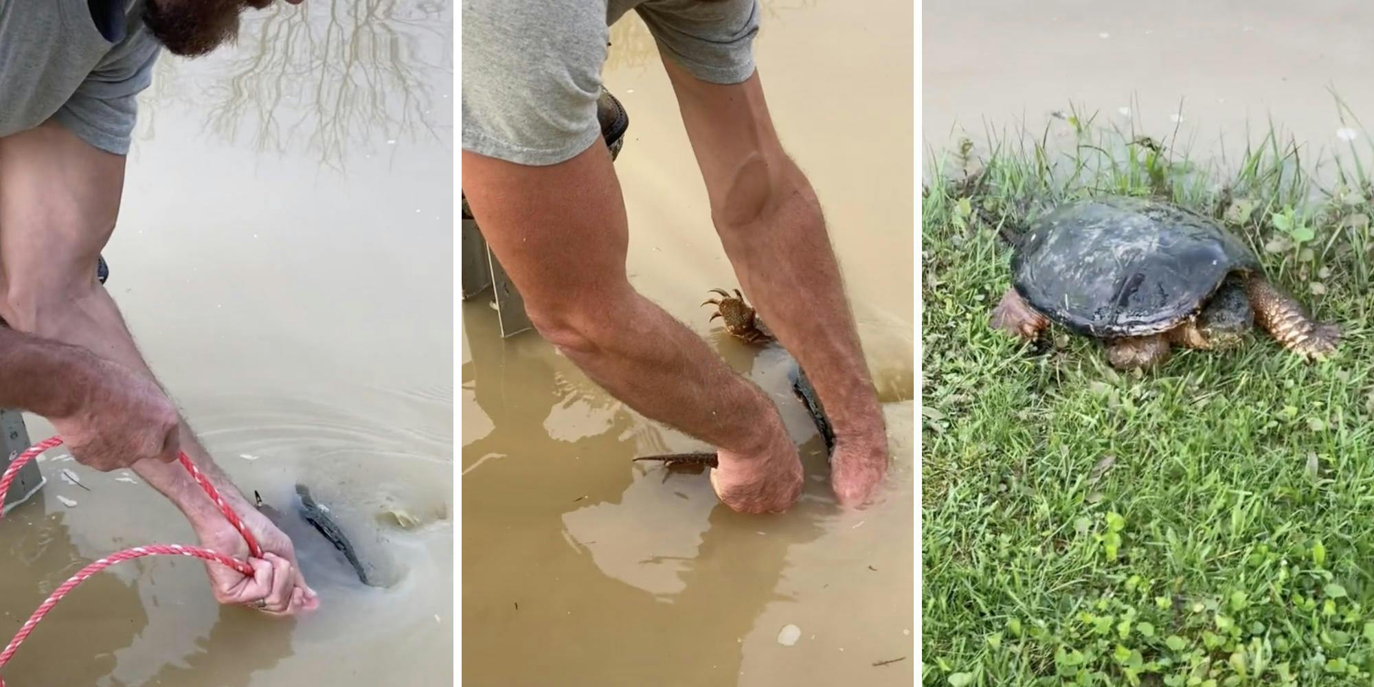 man pulling up turtle from pond with rope (l) man picking up turtle with bare hands (c) turtle walking on grass (r)