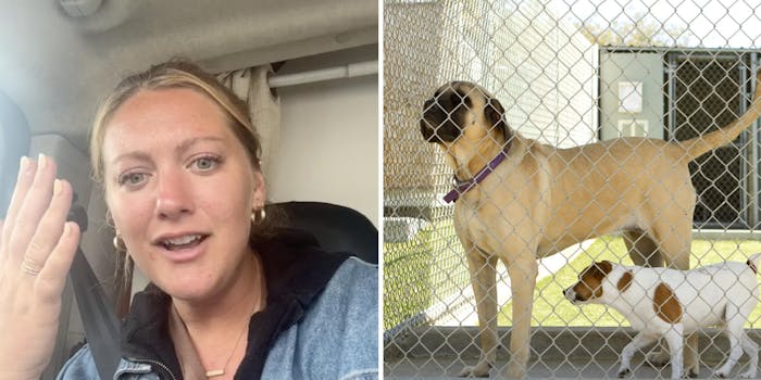 exasperated blond woman in car (l) dogs behind a fence (r)