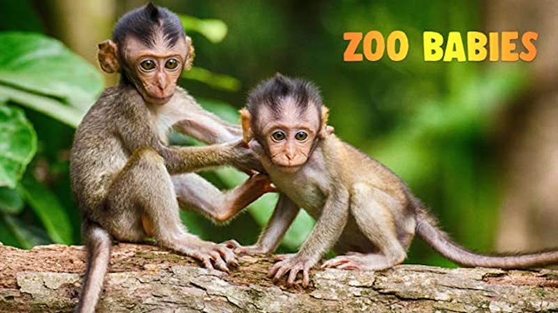 best kids tv shows - zoo babies