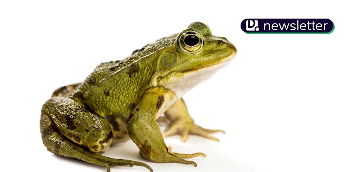 A frog. The Daily Dot newsletter logo is in the top right corner.