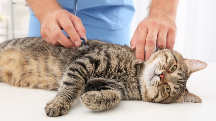 Veterinarian examining cat with stethoscope in clinic