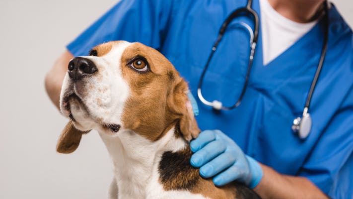 cropped view of veterinarian examining beagle dog isolated on grey