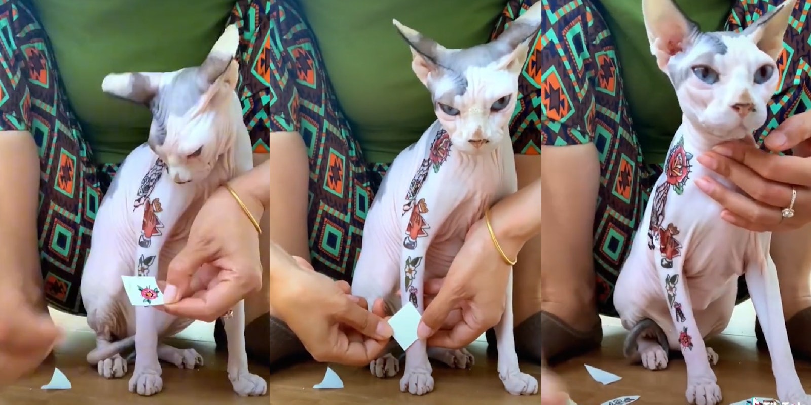 person placing temporary tattoo on cat