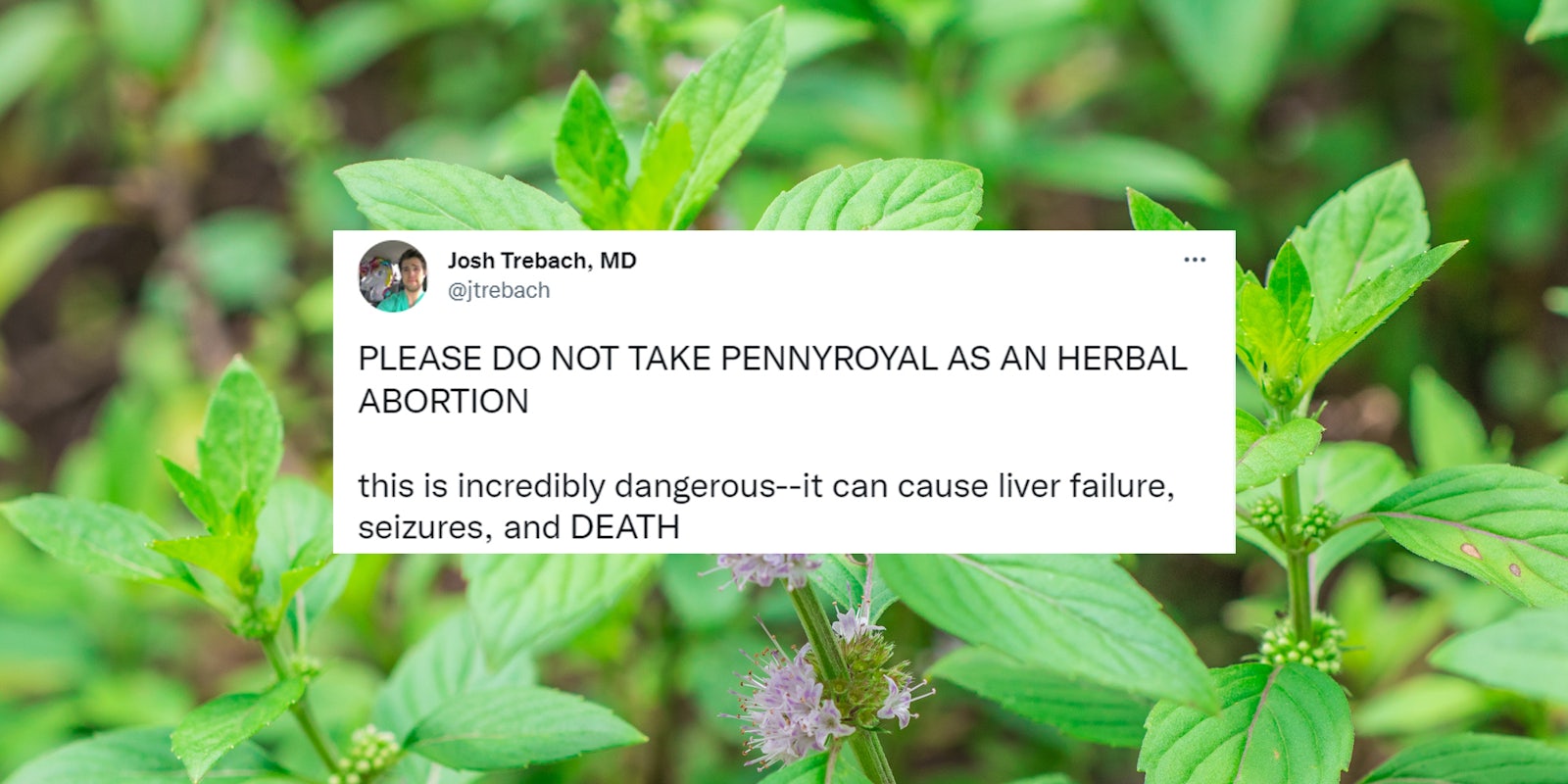 natural pennyroyal plant up close tweet by Josh Trebach MD cantered caption 'PLEASE DO NOT TAKE PENNYROYAL AS AN HERBAL ABORTION this is incredibly dangerous-- it can lead to liver failure, seizures, and DEATH'