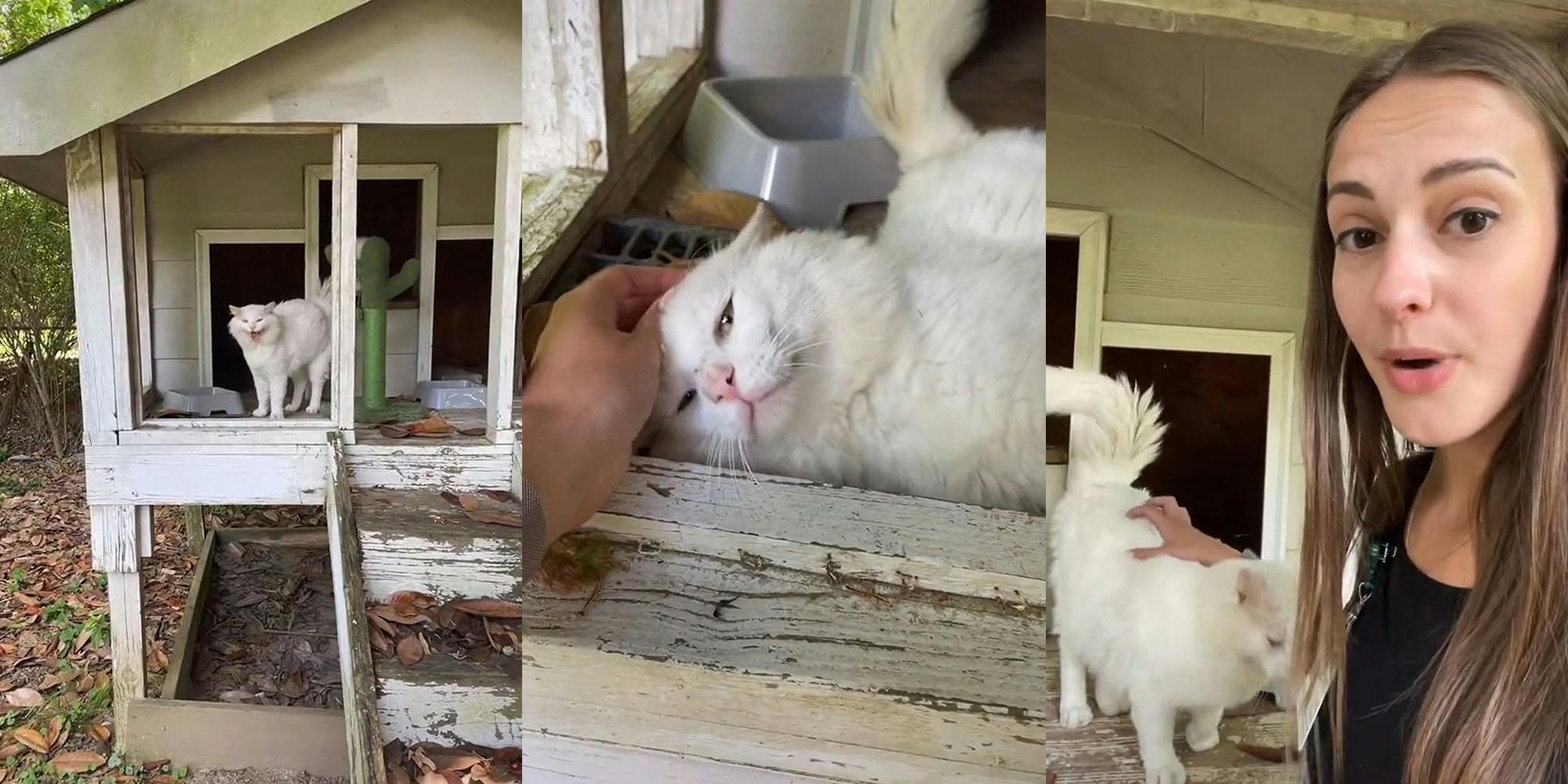 Abandoned Cat Finds A New Home And Becomes An Instagram Sensation