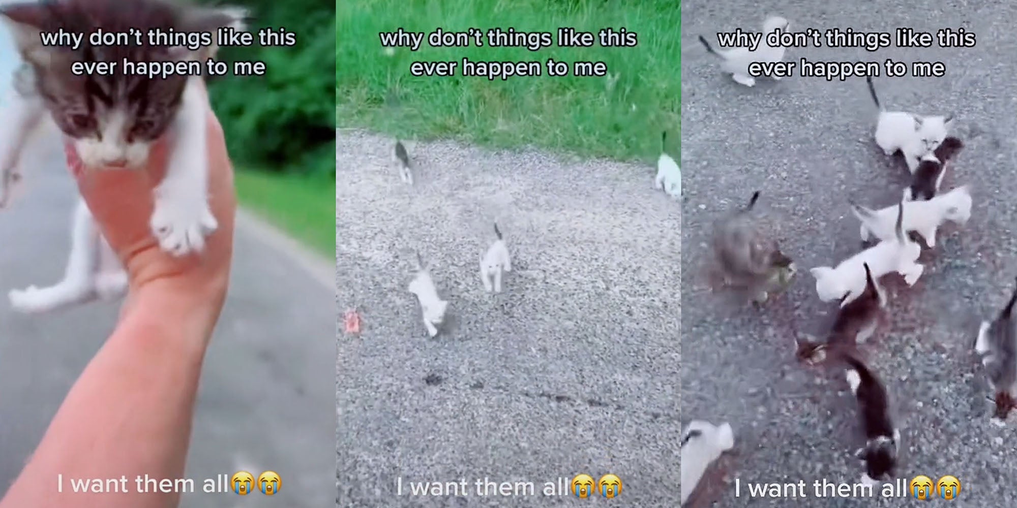 Man Tries To Rescue Lone Abandoned Kitten From Road — But It's An Ambush