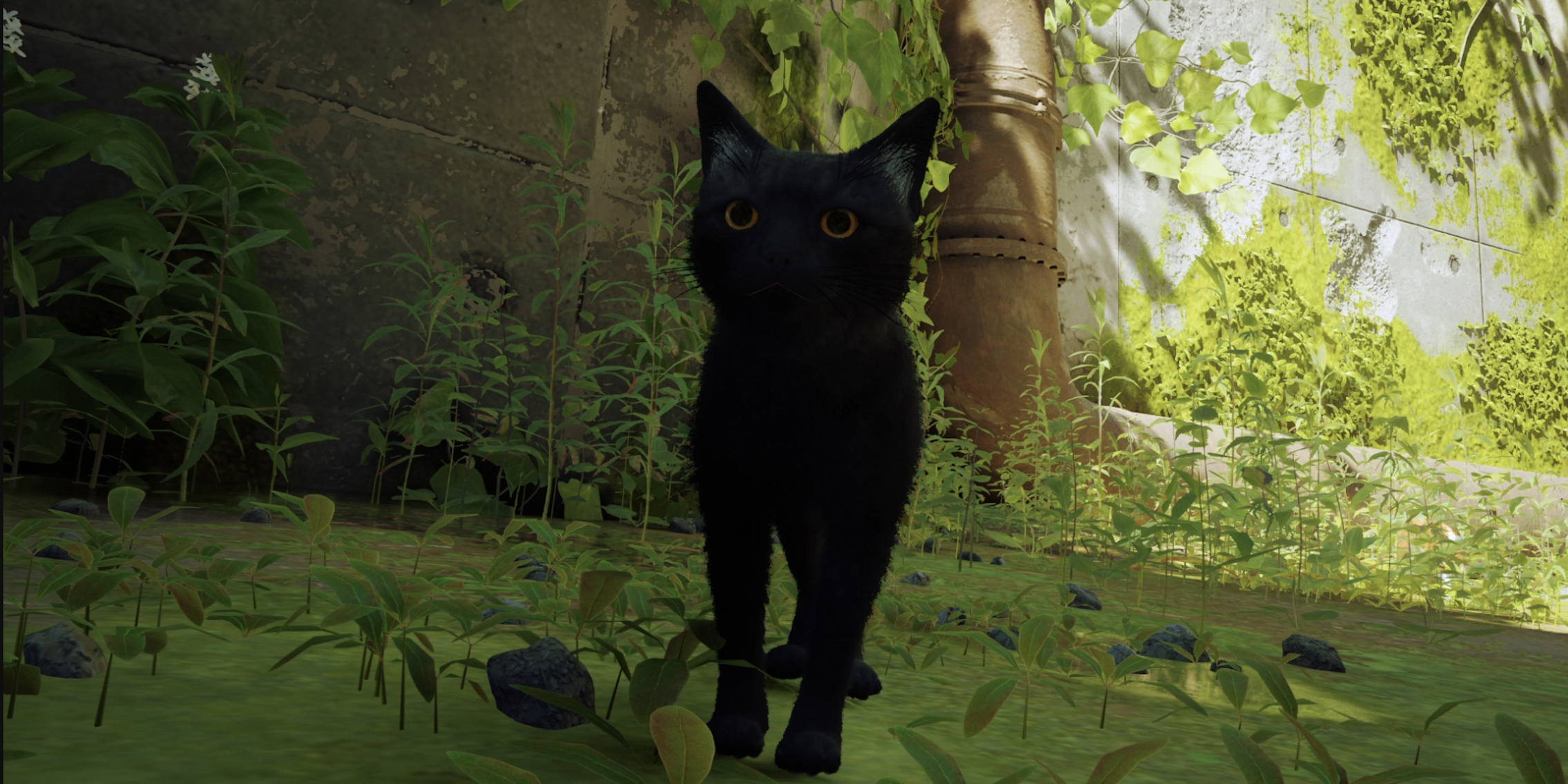 image of a black cat in a deserted space in a video game