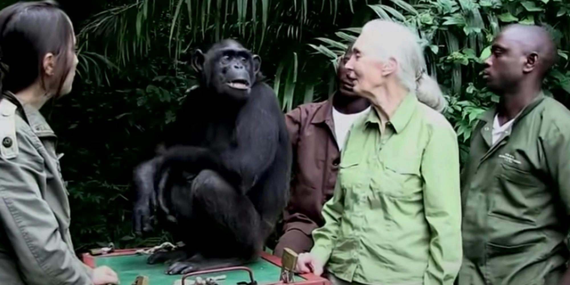 Men and women next to a chimpanzee in the jungle