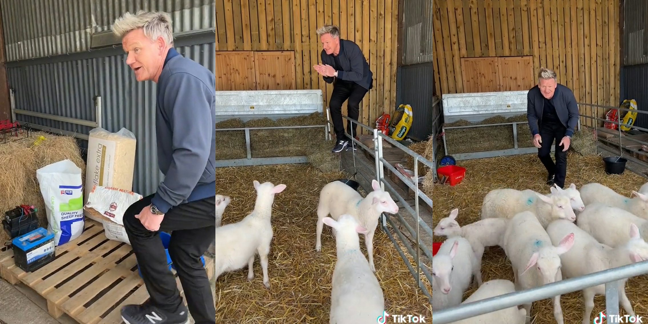 Gordon Ramsay climbing into lamb pen