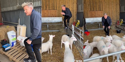 Gordon Ramsay climbing into lamb pen