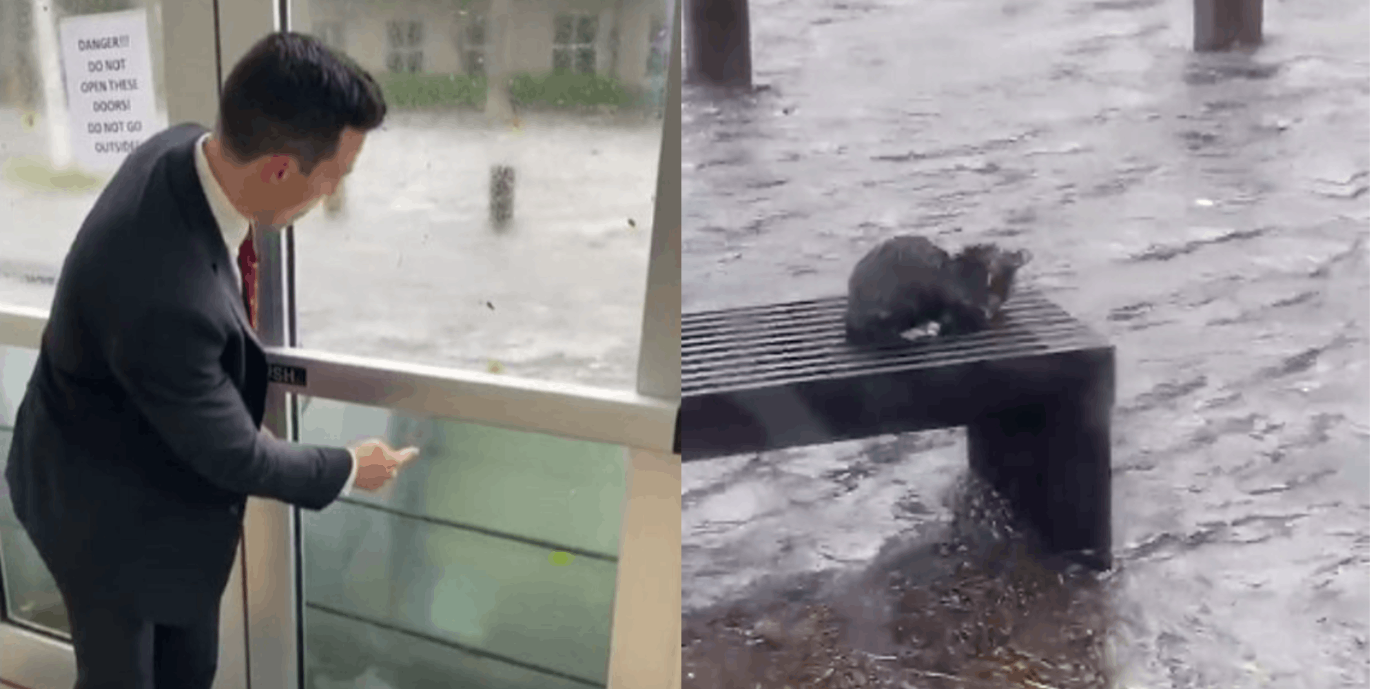 Weatherman saves kitten Hurricane Ian