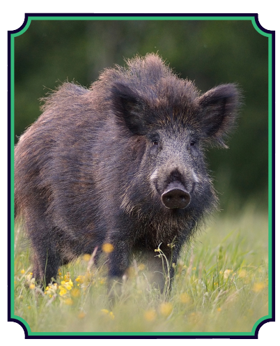 Feral hog