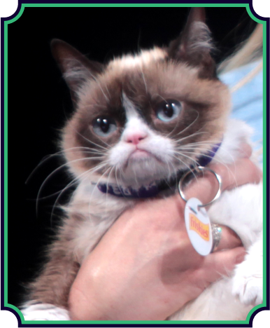 Grumpy Cat