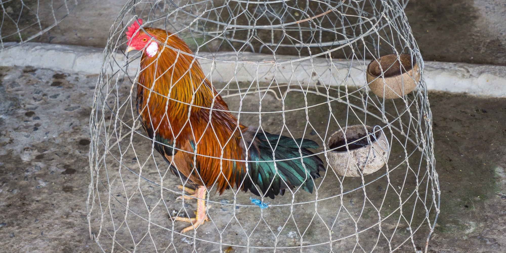 chastity cage featured image - a rooster in a cage