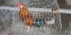 chastity cage featured image - a rooster in a cage