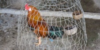 chastity cage featured image - a rooster in a cage